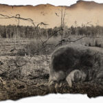 Maximus Mollus - archiefbeelden