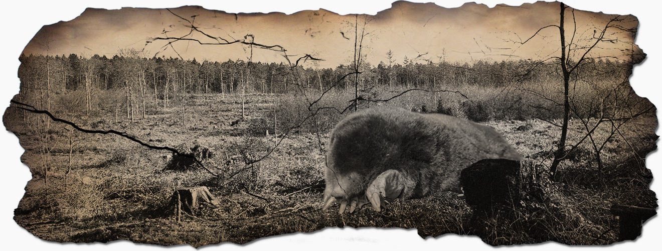 Maximus Mollus - archiefbeelden